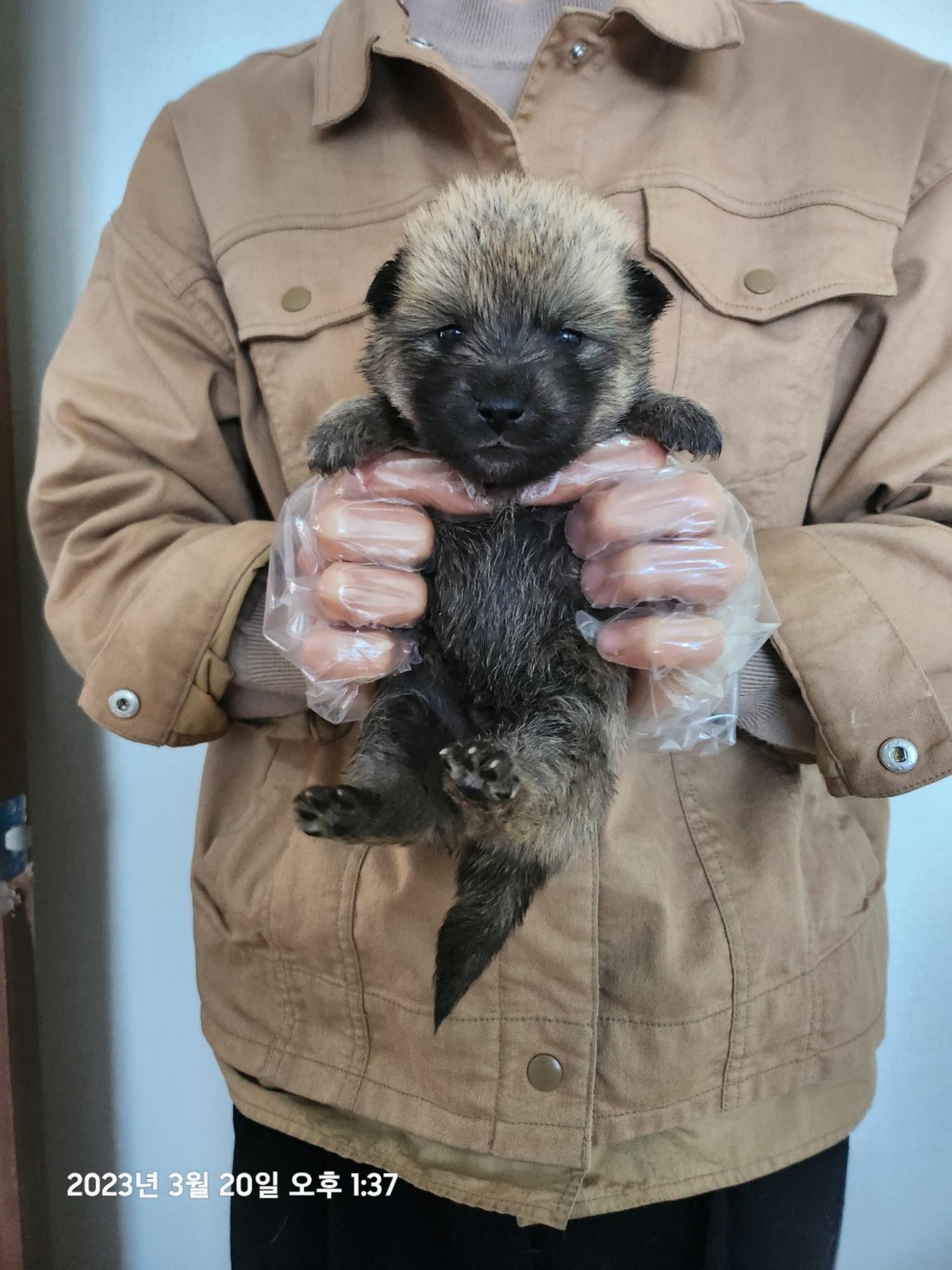 울산유기동물보호센터_431373202300219